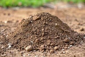 Pile of fertile soil creates small mound on ground photo