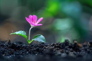 Pink flower growing in fertile soil symbolizing new life and hope photo