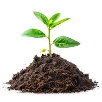 Young plant sprouting from the ground isolated on white background photo