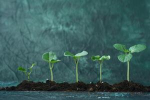 Five growing seedlings showing the concept of growth over time photo