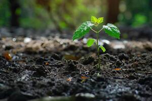 Small plant growing in fertile soil with sunlight in background photo