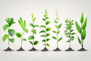 Seven growing plants showing growth stages from small to large photo