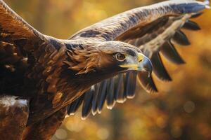 Golden eagle flying with wide open wings in autumn forest photo