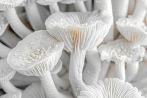 White mushrooms growing together in close up, showing intricate gills and stems photo