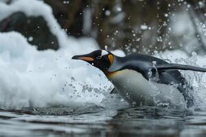King penguin jumping out of water with snow in background photo