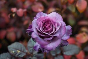 Purple rose blooming in garden with blurred background photo