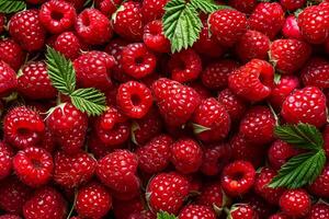 Fresh raspberries background with green leaves creating delicious pattern photo