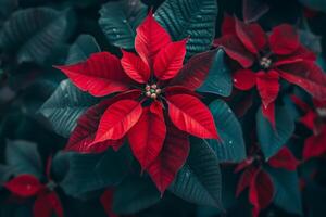 Vibrant red poinsettia blooming, creating festive christmas atmosphere photo