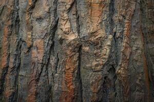 Close up of cracked tree bark showing intricate texture and patterns photo