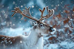 Reindeer looking away during a snowfall in a winter forest photo