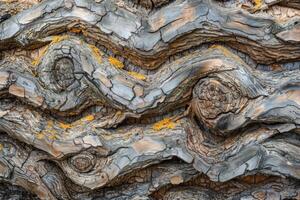 Textured tree bark showing intricate patterns and yellow lichen growth photo