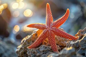 Red starfish resting on rocks at sunset on the beach photo