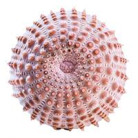 Pink sea urchin shell showing intricate patterns, isolated on white background photo