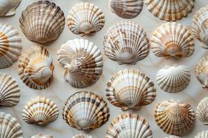 Variety of seashells arranged on a surface, creating an interesting pattern photo