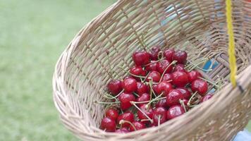 Cherry harvesting in summer season at a local farm video
