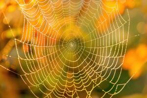 Dew drops creating pearls on spider web with warm autumn background photo