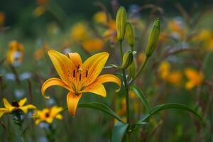 Orange lily blooming in a field of flowers photo