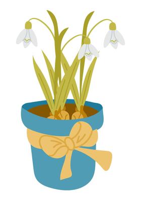 Potted snowdrop flowers with green leaves in a blue pot tied with a yellow ribbon. Symbol of early spring, hope and delicate natural beauty in a gift-style presentation