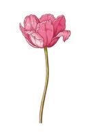 Tulip, drawing botanical element for design, illustration vector