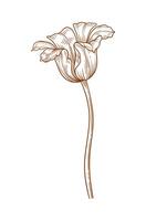 Tulip flower, brown contour. Beautiful spring decor, sketched element for design vector