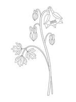 Wildflower bouquet. Aquilegia or columbine flower with buds. Blooming wild plant with leaf. Line art, minimal style, contour. Botanical hand drawn elements for design projects vector