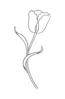 Tulip in black outline. Beautiful sketch flower with leaves, spring decor. Drawing element of minimal style for Easter, Mother Day, Canadian Tulip Festival vector