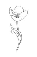 Tulip in black outline. Beautiful sketch flower with leaves, spring decor. Drawing element of minimal style for Easter, Mother Day, Canadian Tulip Festival, illustration vector