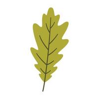 Oak leaf in light green color. One element isolated on white. Spring or summer background, illustration vector