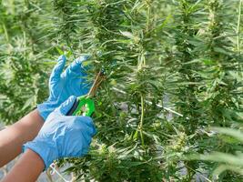 Close-up of a worker using scissors to cut fresh cannabis buds. photo