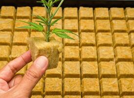 Close up of cannabis plant in Rockwool with the hydroponic system. photo