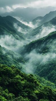 A green forest with fog and trees photo