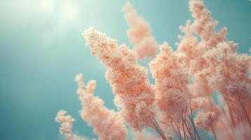 Pink flowers in the sky with blue sky background photo