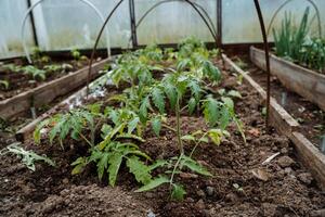 Tomato plants are currently growing and thriving effectively in a greenhouse environment, which offers an ideal and optimal setting for their overall development and cultivation process photo