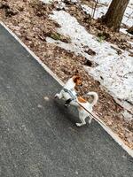 A Playful Dog Joyfully Enjoying a Leisurely Walk on a Snowy Path Surrounded by Vibrant Nature and Lush Woods, Spreading Happiness and Friendly Energy Where It Goes photo