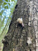 This image captures a closeup view of a snail slowly crawling on the textured surface of tree bark, all within a vibrant and natural setting filled with greenery and peaceful wildlife photo