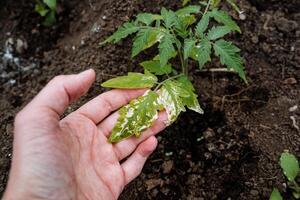 A person is carefully holding a vibrant tomato plant in their hand, showcasing its lush green leaves and ripe fruit, emphasizing the importance of agriculture and gardening practices photo