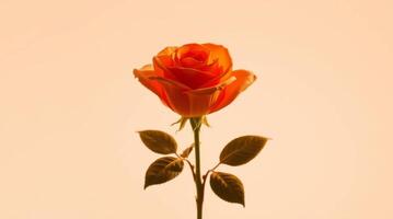 Captivating orange rose in full bloom against a soft peach backdrop photo
