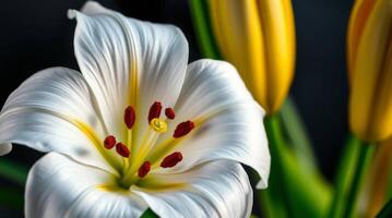 Close up of a white lily flower with yellow tulips in the background photo