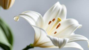 Elegant white lily blossom with detailed stamen and petals in soft light photo