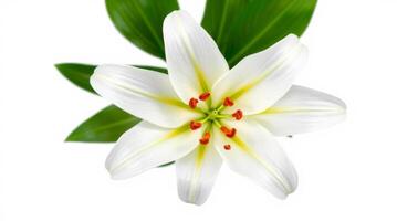 Elegant white lily blossom with green leaves on white background photo