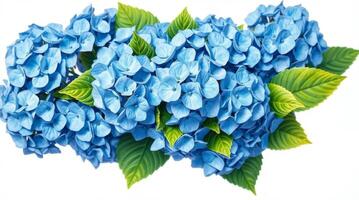 Captivating blue hydrangea blossoms with lush green leaves on white background photo