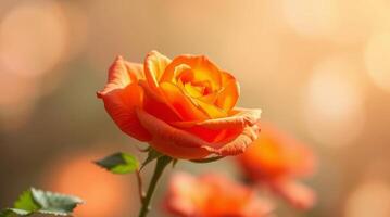 Close up of a beautiful orange rose blossom with soft bokeh background photo