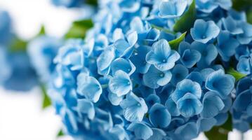 Captivating close-up of a vibrant blue hydrangea flower blossom cluster photo