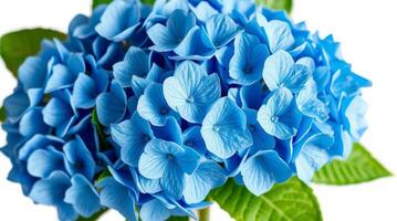Vibrant blue hydrangea flower blossom close-up on a white background photo