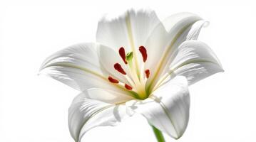 Elegant white lily flower in full bloom isolated on a bright background photo