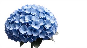 Hydrangea blossom with perfect blue petals on white backdrop close up photo