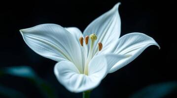 Elegant white lily flower blossom with detailed petals and stamen photo