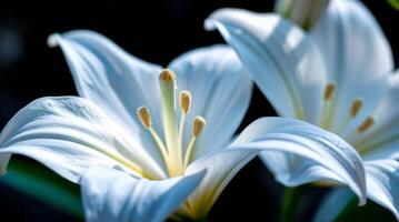 Close-up of elegant white lilies with detailed stamen and petals bloom photo