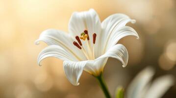 Close up of a pristine white lily flower with intricate details and soft light photo