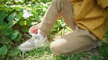 Child putting on shoes while kneeling on the grass in nature video